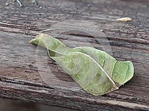 Close-up of green dried leaf on wooden table