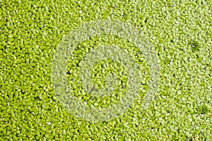 Green duckweed texture