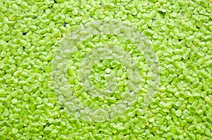 Green duckweed texture
