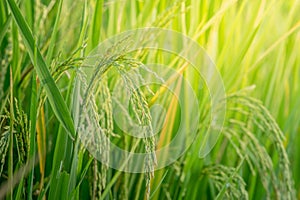 Close up ear of rice fields