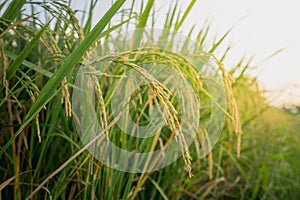 Close up ear of rice in rice fields