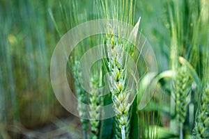 Close-up of green ears of triticale grain