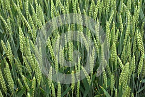 close up of green ears of wheat