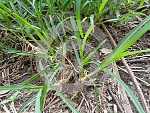 Close up green Eleusine indica Indian goosegrass, yard grass, goosegrass, wiregrass, crow foot grass, lulangan. This plant is a