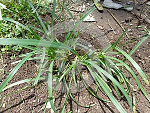 Close up green Eleusine indica Indian goosegrass, yard grass, goosegrass, wiregrass, crow foot grass, lulangan. This plant is a