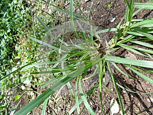 Close up green Eleusine indica Indian goosegrass, yard grass, goosegrass, wiregrass, crow foot grass, lulangan. This plant is a