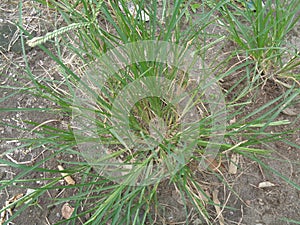 Close up green Eleusine indica Indian goosegrass, yard grass, goosegrass, wiregrass, crow foot grass, lulangan. This plant is a