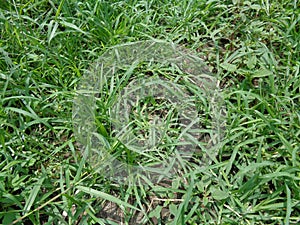 Close up green Eleusine indica Indian goosegrass, yard grass, goosegrass, wiregrass, crow foot grass, lulangan. This plant is a