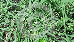 Close up green Eleusine indica Indian goosegrass, yard grass, goosegrass, wiregrass, crow foot grass, lulangan. This plant is a