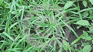 Close up green Eleusine indica Indian goosegrass, yard grass, goosegrass, wiregrass, crow foot grass, lulangan. This plant is a