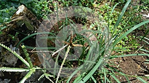 Close up green Eleusine indica Indian goosegrass, yard grass, goosegrass, wiregrass, crow foot grass, lulangan. This plant is a