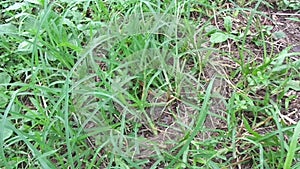 Close up green eleusine indica indian goosegrass, yard grass, goosegrass, wiregrass, crow foot grass, lulangan. This plant is a