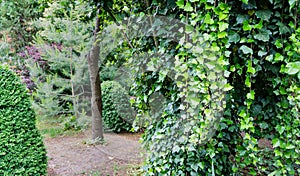 Close-up green English ivy Hedera helix, European ivy on blurred garden background. The original texture