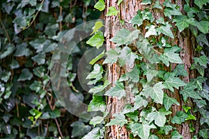 Close-up green English ivy Hedera helix, European ivy on pine trunk. Original texture of natural greenery. Background of elegant