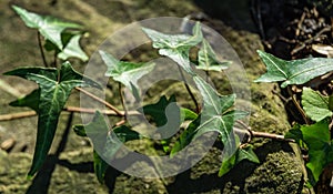 Close-up green English ivy Hedera helix `Sagittaefolia`. Original texture of natural greenery graceful thin arrow-shaped leaves