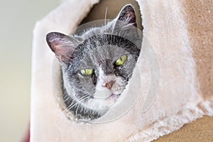 Close up of green eyed cat looking down from inside a box