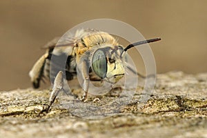 A close up of a Green-eyed Flower bee, Anthophora bimaculata