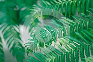 Close-up green fern leaf, beautiful pattern, selective focus, texture botany, complex