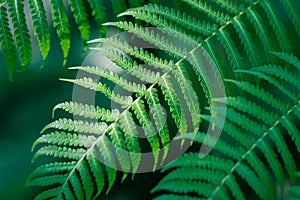 Close-up green fern leaf, beautiful pattern, selective focus, texture botany, complex