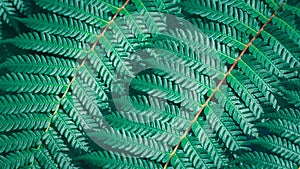 Close-up green fern leaf, beautiful pattern, selective focus, texture botany, complex