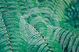 Close-up green fern leaf, beautiful pattern, selective focus, texture botany, complex