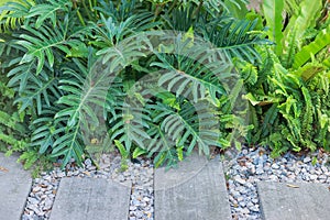 Close-up green fern leaf, beautiful pattern, selective focus, texture botany, complex