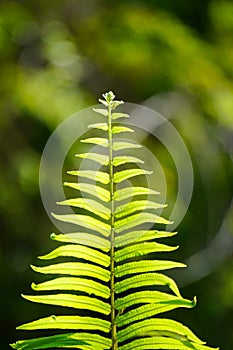 Close up of green fern leaf at morning