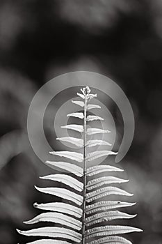 Close up of green fern leaf at morning