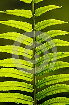 Close up of green fern leaf at morning