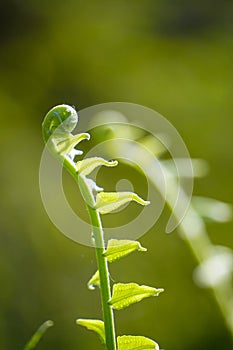 Close up of green fern leaf at morning