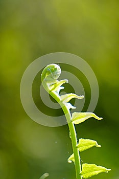 Close up of green fern leaf at morning