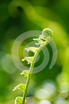 Close up of green fern leaf at morning