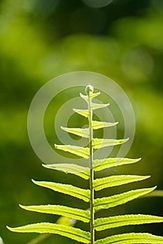 Close up of green fern leaf at morning