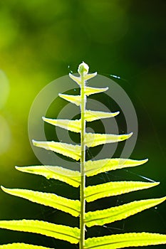 Close up of green fern leaf at morning