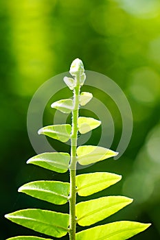 Close up of green fern leaf at morning