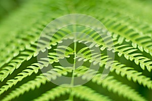 Close up green Fern leaf nature abstract background