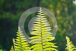 Close up of green fern leaf on nature background at morning