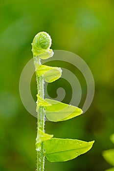 Close up of green fern leaf on nature background at morning