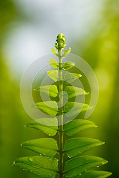 Close up of green fern leaf on nature background at morning