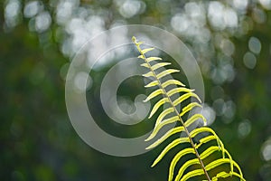 Close up of green fern leaf on nature background at morning