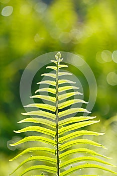 Close up of green fern leaf on nature background at morning