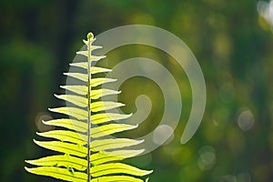 Close up of green fern leaf on nature background at morning