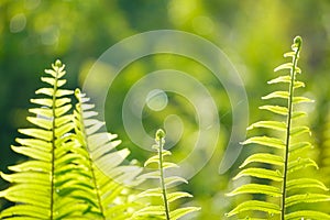 Close up of green fern leaf on nature background at morning