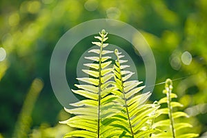 Close up of green fern leaf on nature background at morning