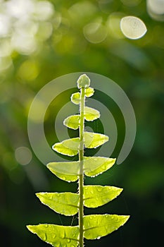 Close up of green fern leaf on nature background at morning