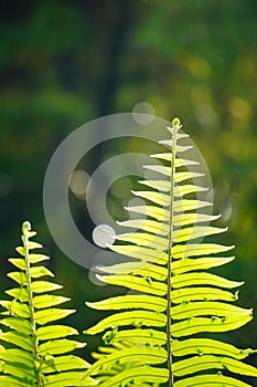 Close up of green fern leaf on nature background at morning