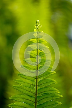 Close up of green fern leaf on nature background at morning