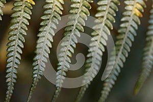 A close-up of green fern leaves