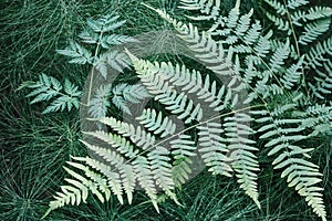 Close-Up Of green Fern Leaves in natural horsetail herb background