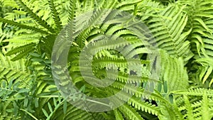 Close up green fern leaves in a wind.